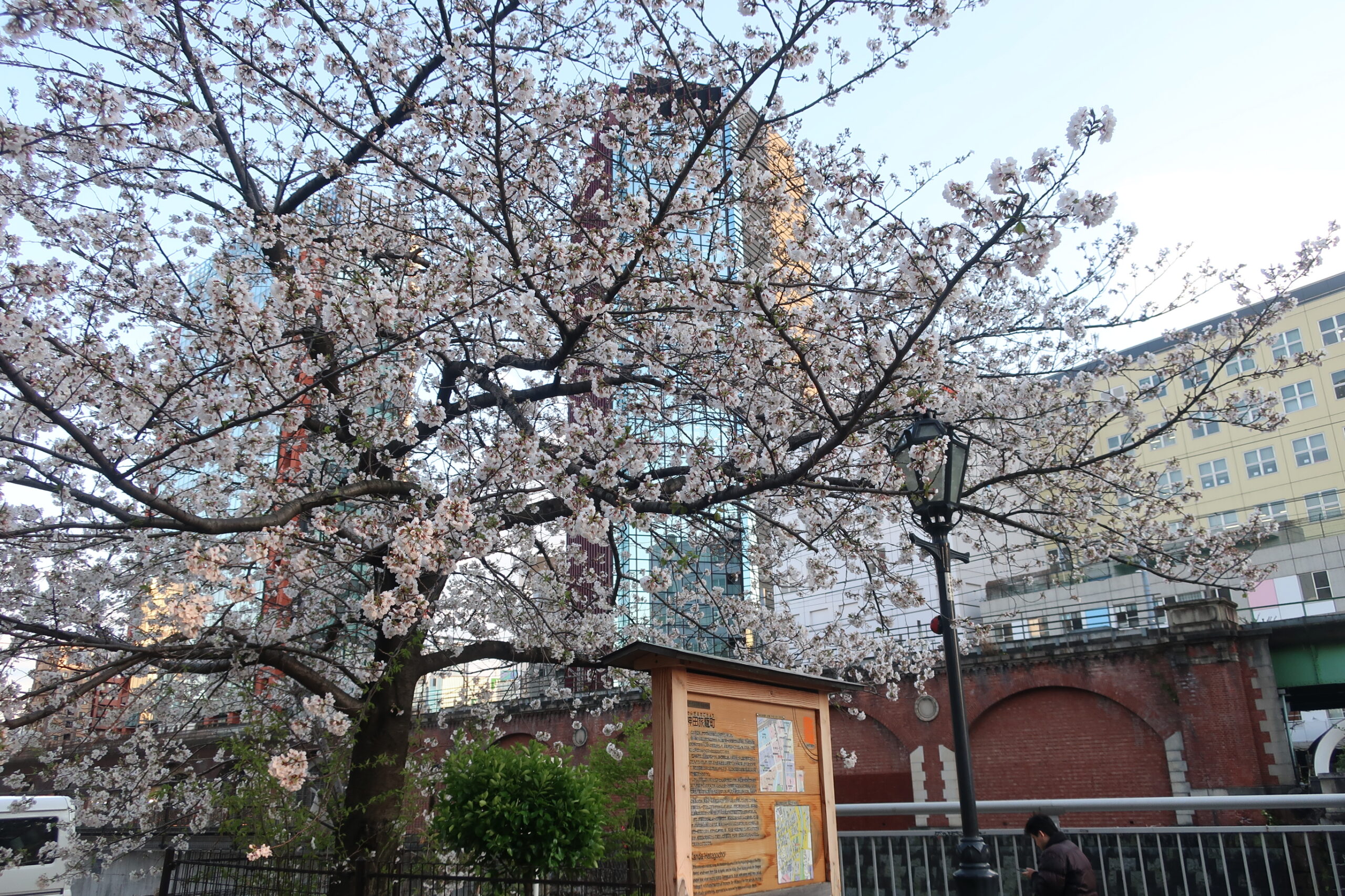 桜の季節です | 株式会社シー・エイ・ティー 施工図面・施工管理書類